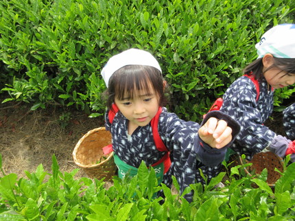 お茶摘み