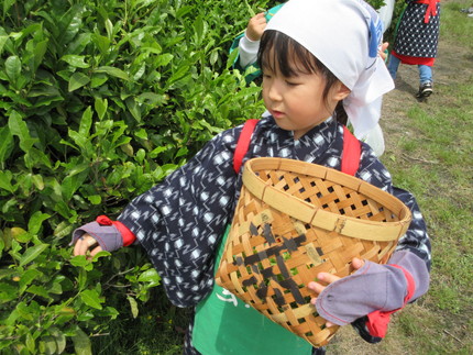 お茶摘み