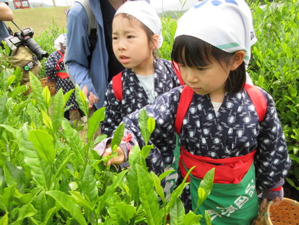 お茶摘み