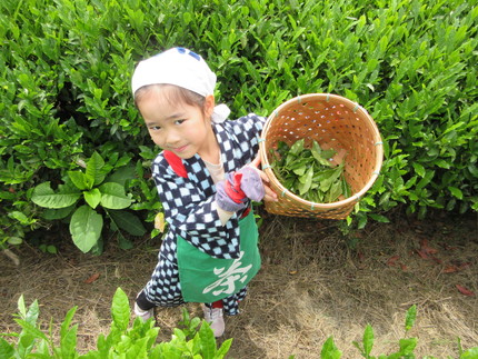 お茶摘み