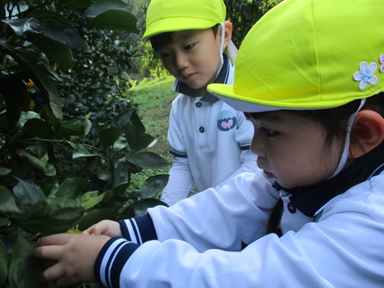 みかん狩り