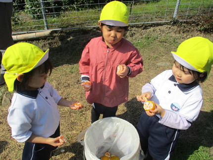 みかん狩り